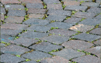 Osservatorio Romano sulle Migrazioni – Settimo Rapporto